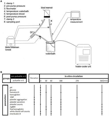 Development of an in-vitro model for extracorporeal blood pumps to study the effects of artificial pulsatility on human blood